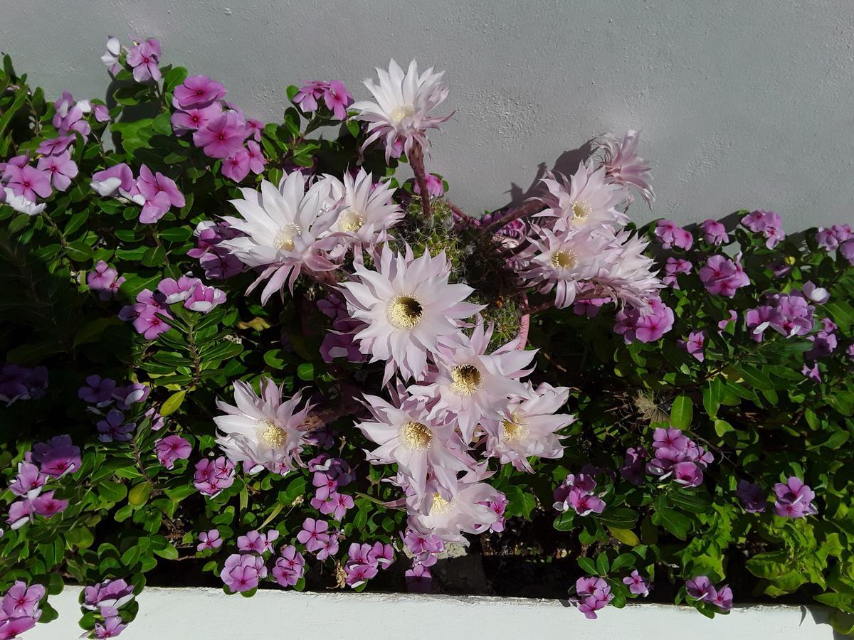 Kamári Azalea Hotel מראה חיצוני תמונה